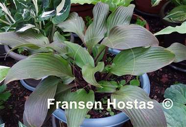 Hosta Bloodline